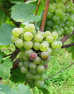 champagne vendange 2006 harvest - botrytis